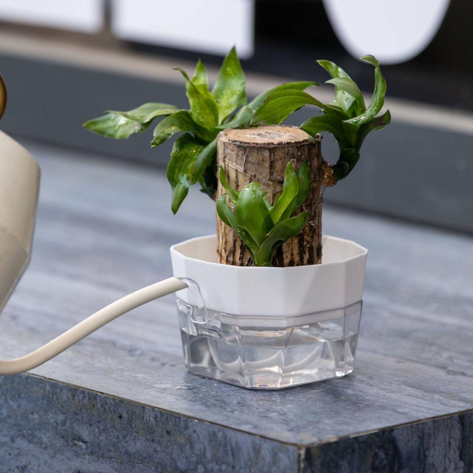 Hydroponic Vase Two Layer Self - Pet Supplies Usa 评论和价格