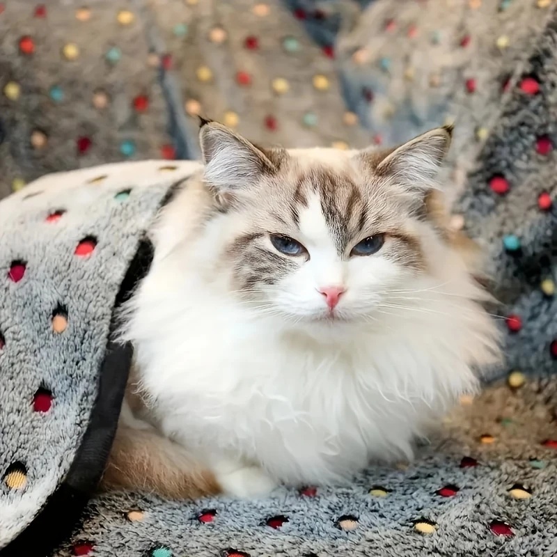 3PCS Soft Fluffy Pet Blanket C - Pet Supplies Direct 评论和价格